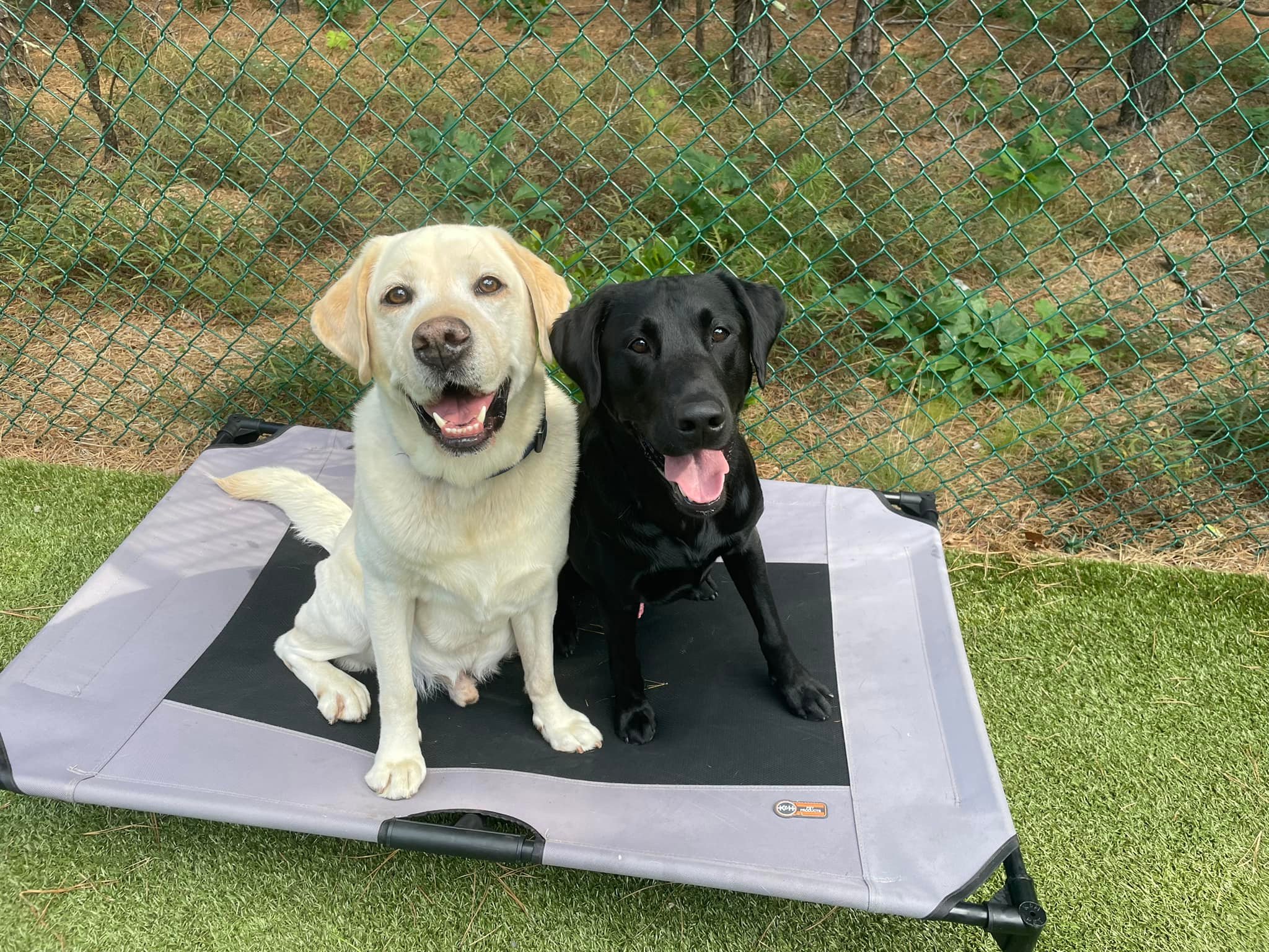 Two Labradors sitting together on a training bed