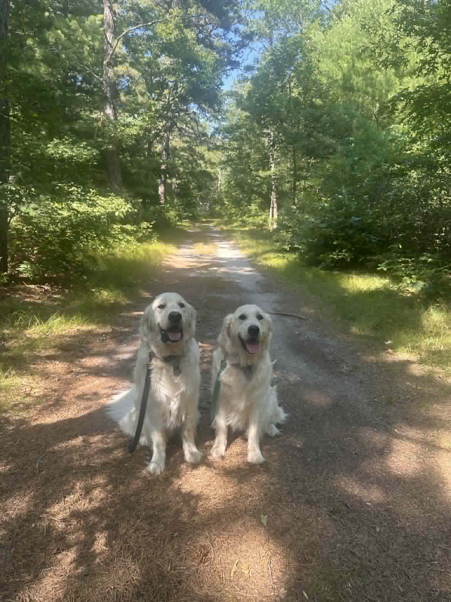 Two dogs on a wooded trail