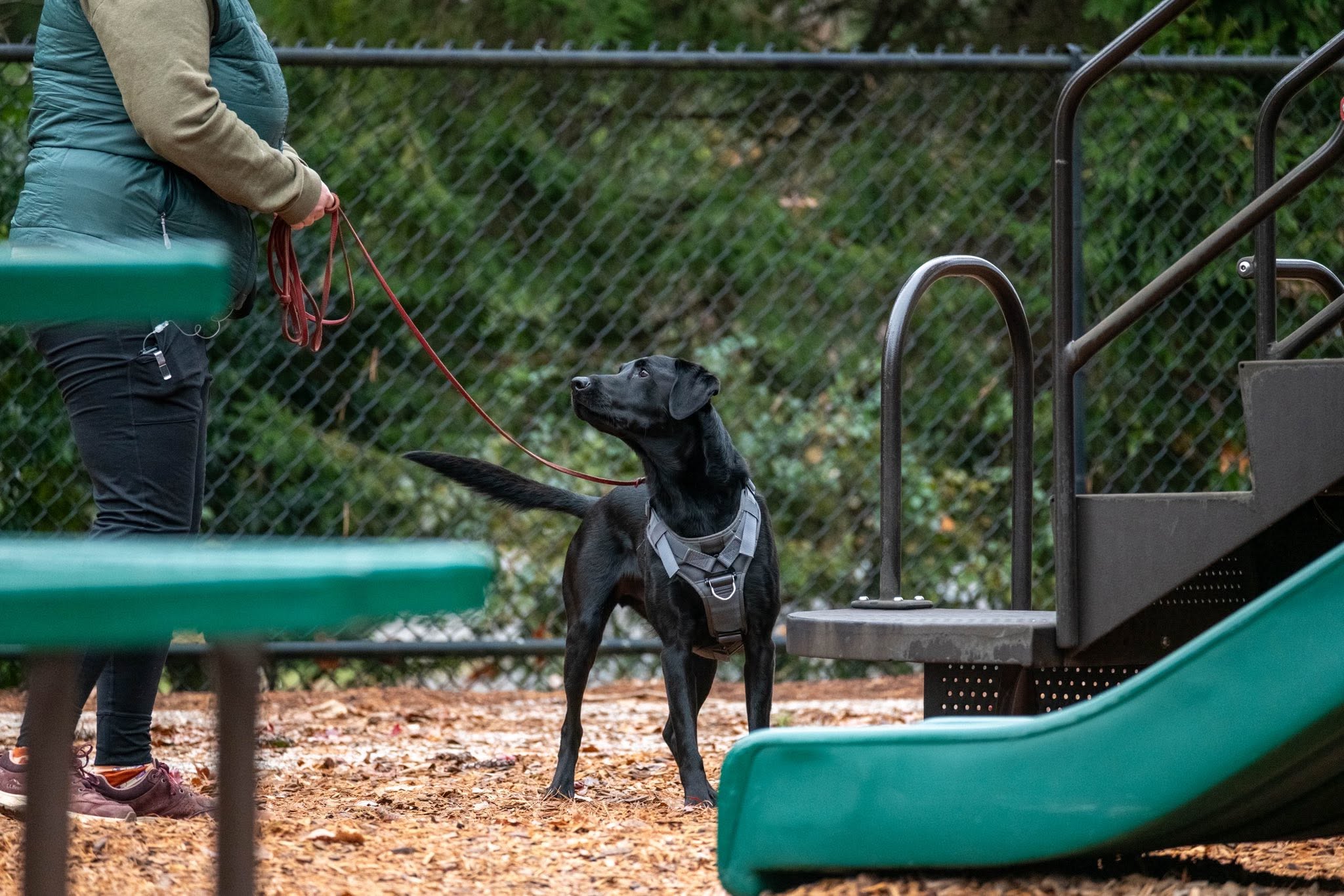 Black Labrador looking toward a handler beside outdoor play equipment