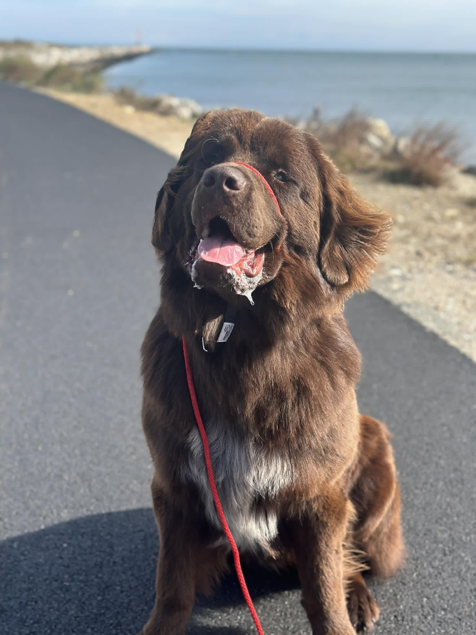 Brown dog wearing walking equipment on a paved path beside the water