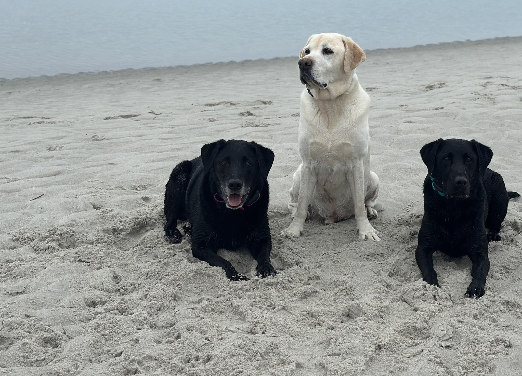 Three Labradors relaxing together on a sandy beach