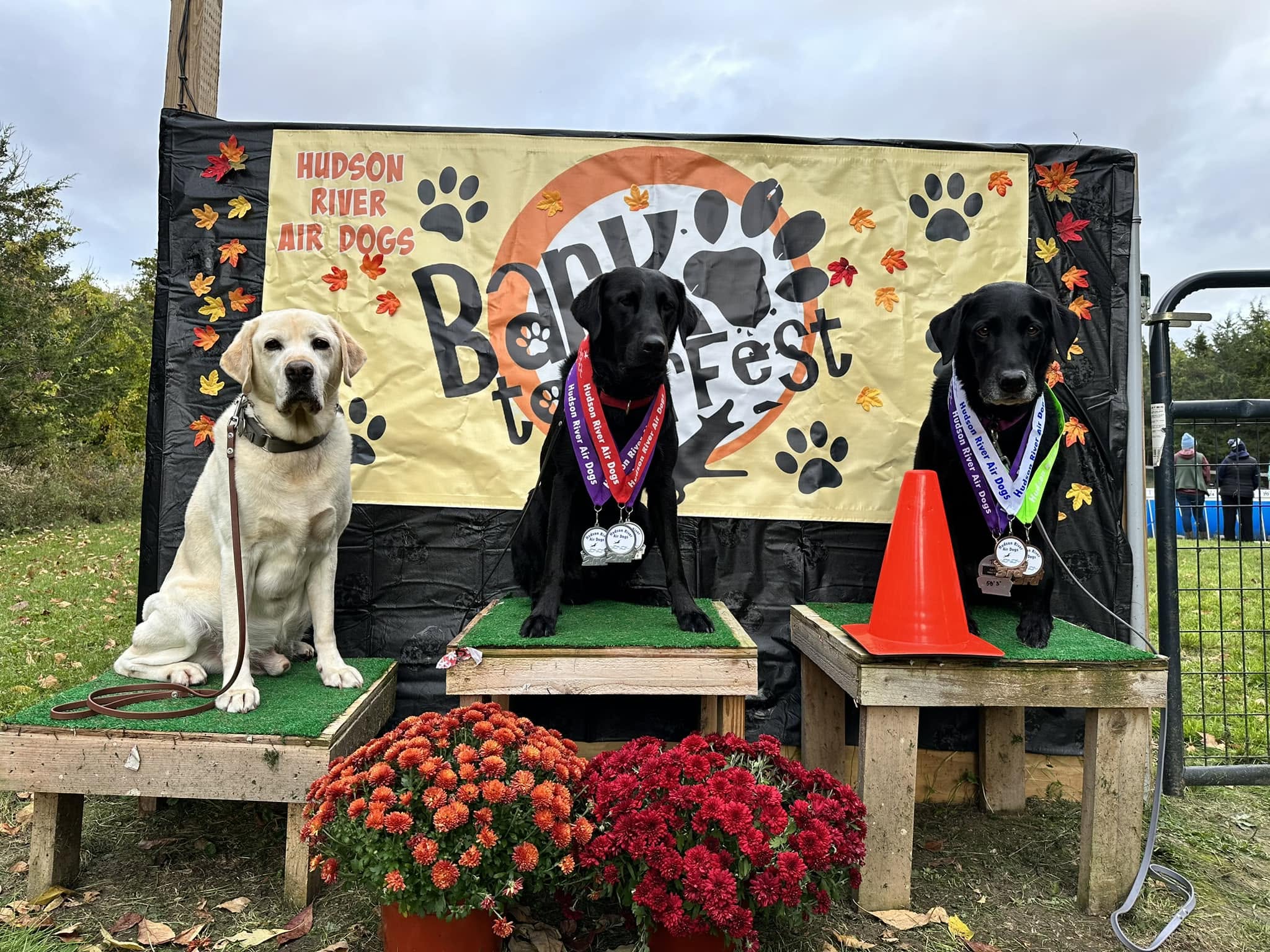 Three Labradors on platforms at a Hudson River Air Dogs event, two wearing medals