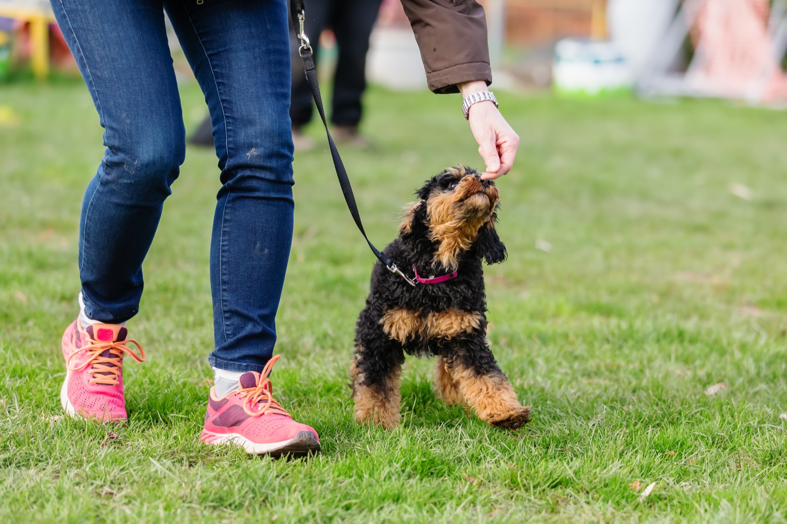 Small black and tan puppy on a leash taking a treat from a handler on grass