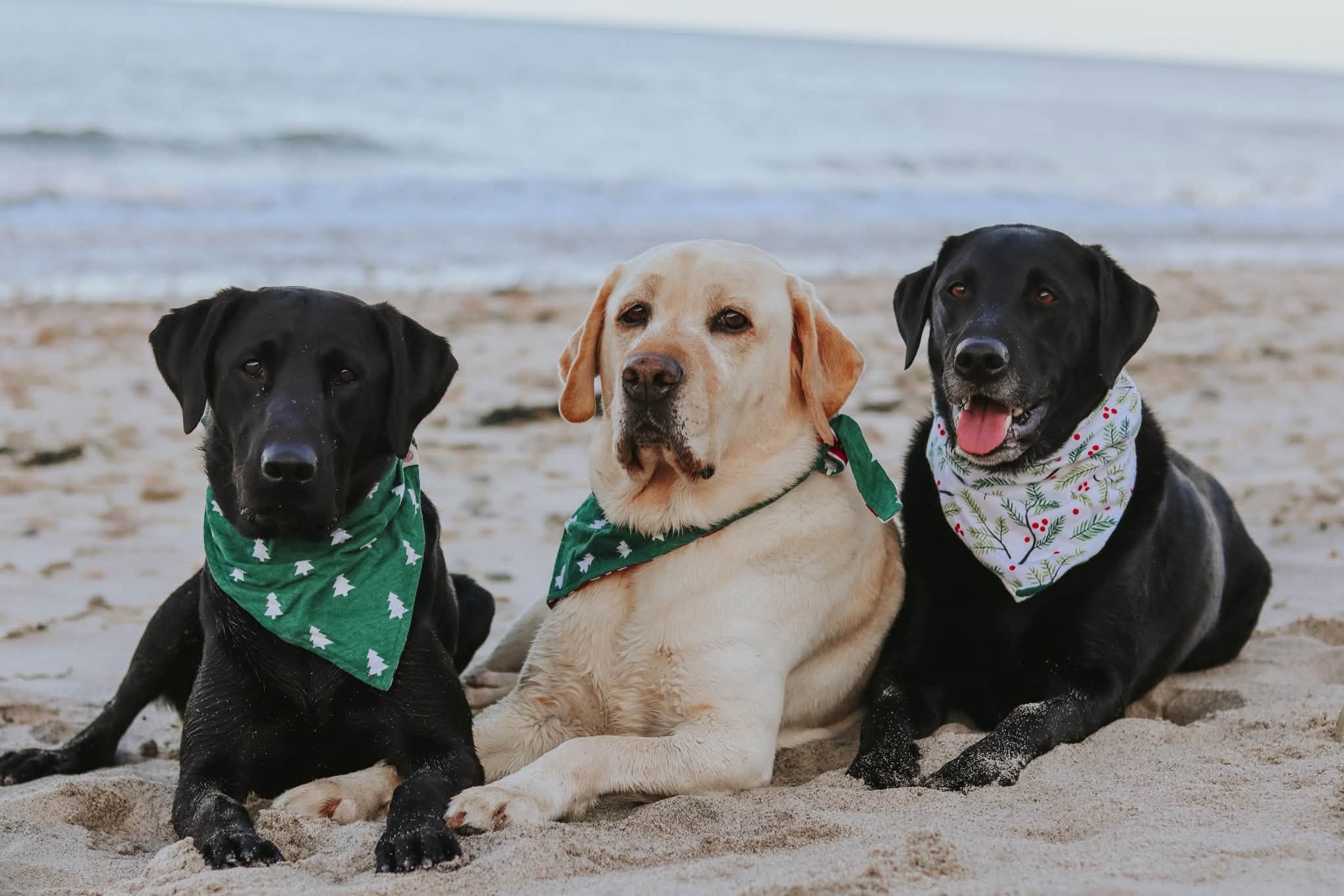 Three Labradors wearing bandanas together on the beach