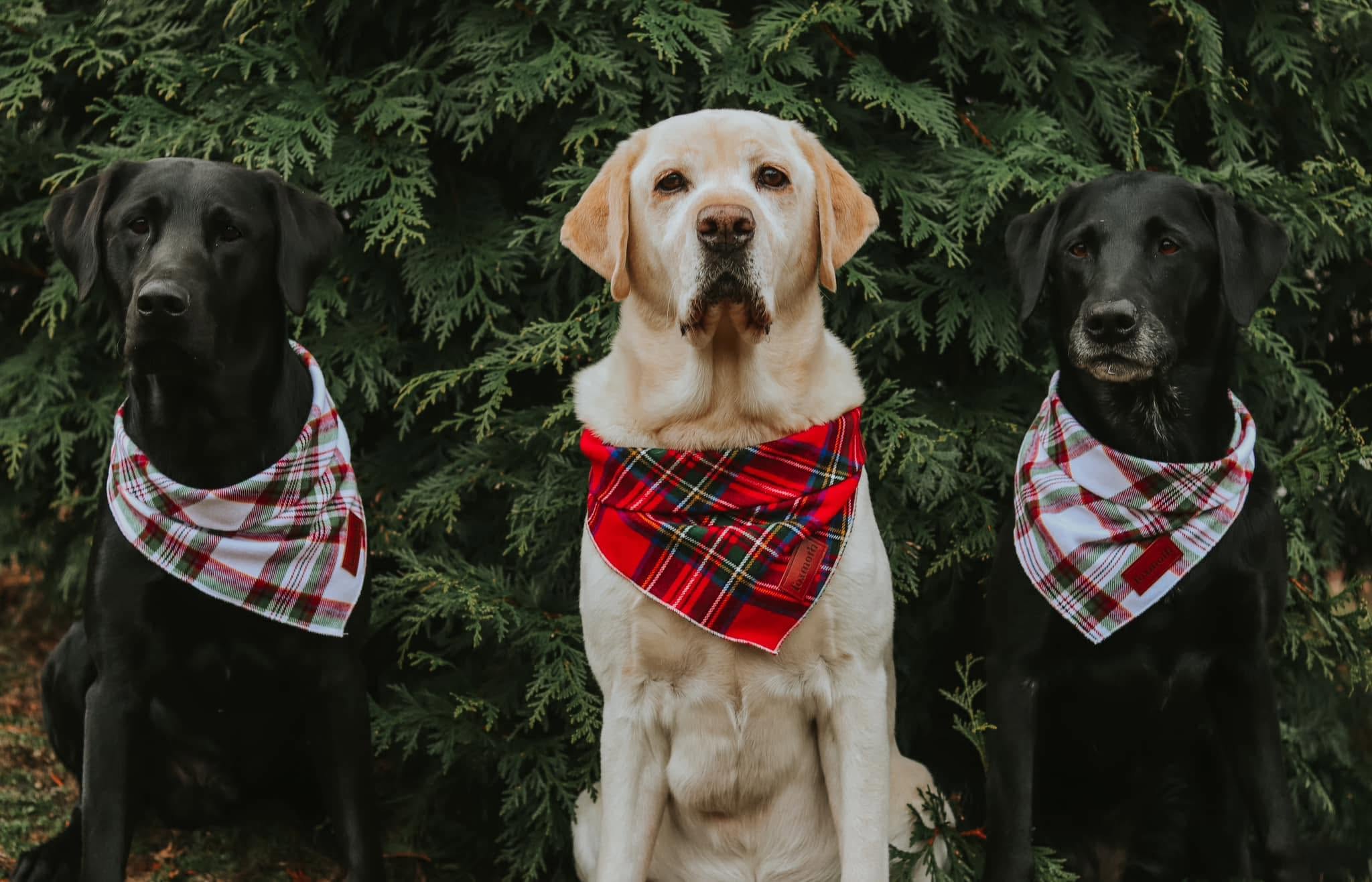 Three Labradors sitting together in plaid bandanas in front of evergreens