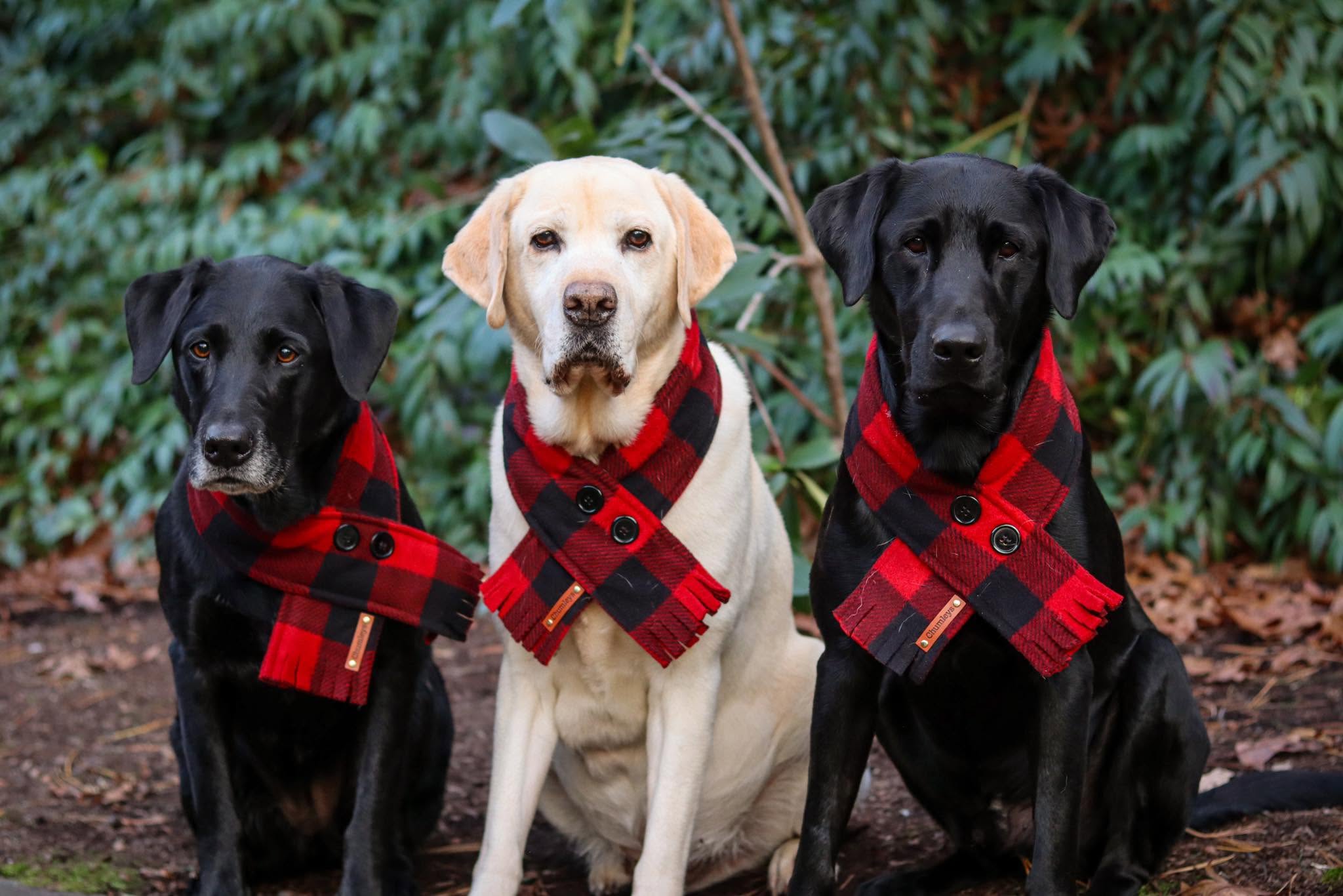 Three Labradors wearing red and black plaid scarves outdoors