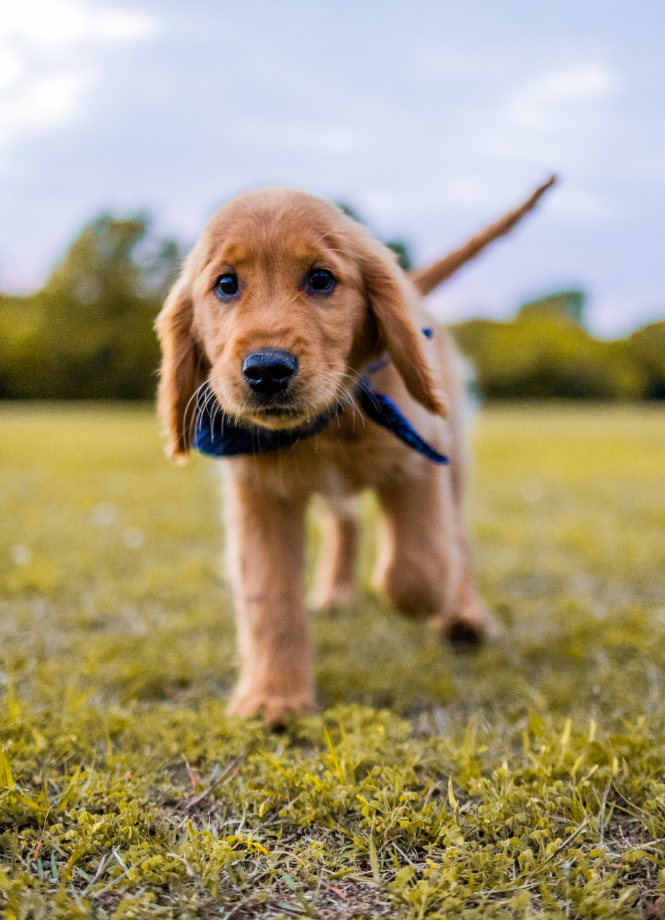 Golden retriever puppy exploring the grass